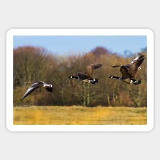 Geese in flight Sticker